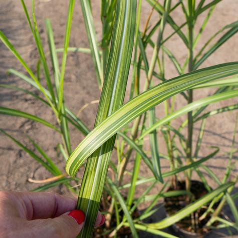 Miskant kwiecisty Jubilaris