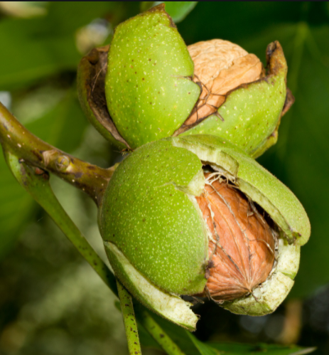 Orzech włoski w doniczce