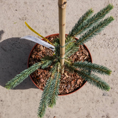 Świerk Engelmanna Snake świerk wężowy