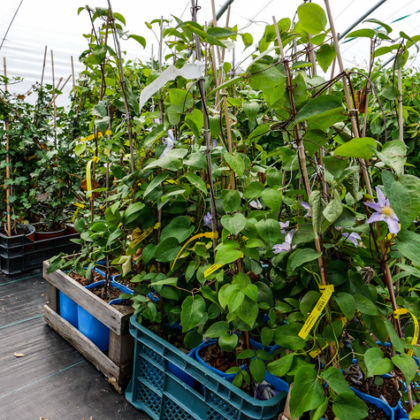 Powojnik Clematis Thyrislund (C2)