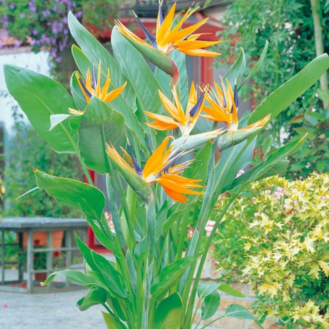 Strelicja królewska Rajski ptak 10 szt