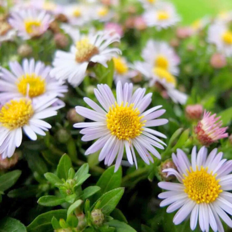 Aster żeniszkowaty Asmo (C2)