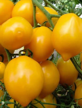 Pomidor gruntowy wysoki Citrina 0,3g