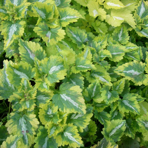 Jasnota plamista Anne Greenaway (C2)