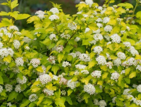 Pęcherznica kalinolistna Nugget (C1.7)