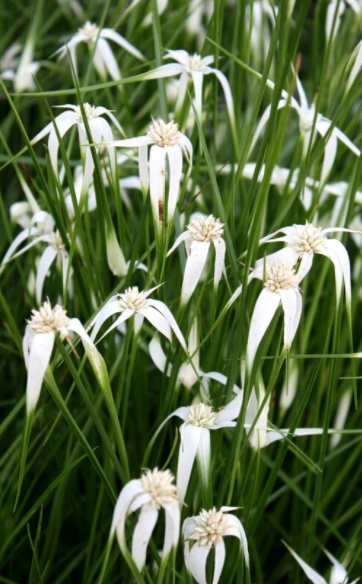 Gwiazdowa trawa Gwiezdna trawa