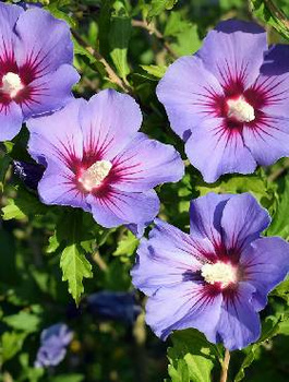 Ketmia syryjska Hibiskus Oiseau Bleu (C2)