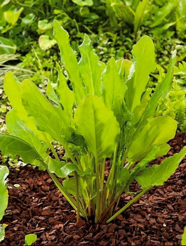 ZESTAW ALLEGRO Szczaw Lyoński wczesny 2g