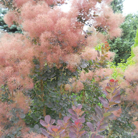 Perukowiec podolski (C2)