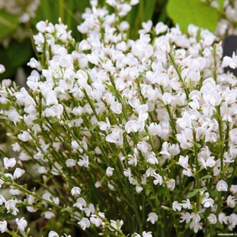 Szczodrzeniec żarnowiec wczesny 'Albus' (C2)