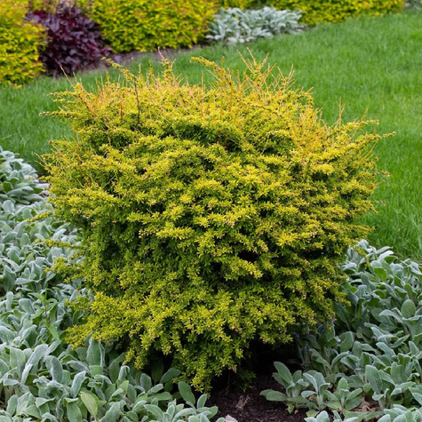 Berberys thunberga Golden Dream (P9)