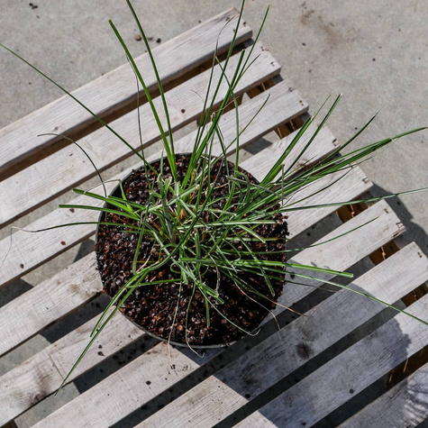 Miskant chiński Gracillimus (C2)