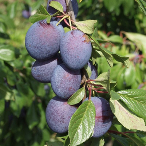 Śliwa Valor Plant Pack