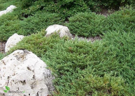 Jałowiec płożący Plumosa gniazdko