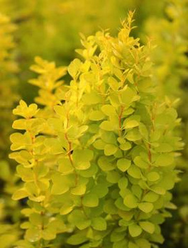 Berberys Thunbergii Maria PA 60cm (C2)