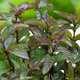 Mięta pieprzowa Czekoladowa Chocolate Mint (C2)