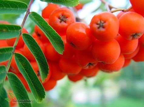 Jarzębina Jarząb pospolity obw. 8-10 cm