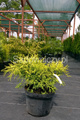 Cyprysik groszkowy 'Golden Mop'