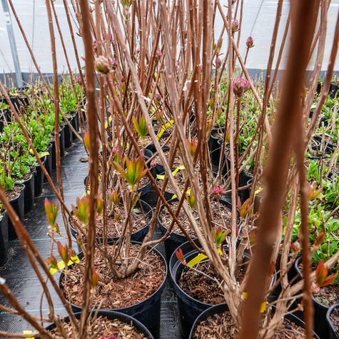 Azalia wielkokwiatowa Kilian (C2)