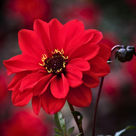 Dalia Mignon Red purpurolistna