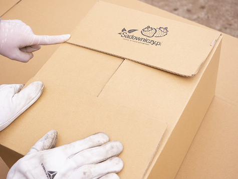 Truskawka Polka multiplat 10szt