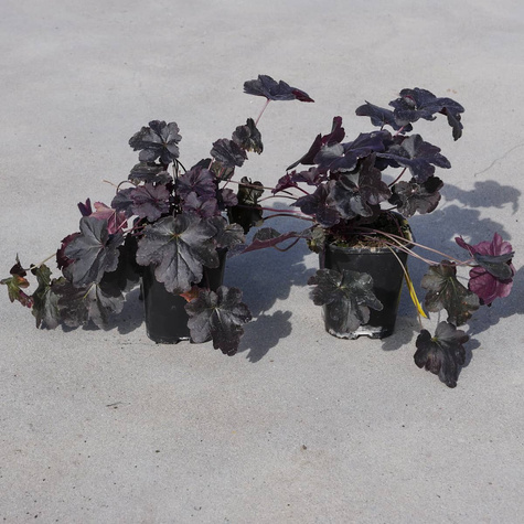 Żurawka ogrodowa Obsidian (C2)