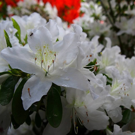 Azalia japońska biała Subtelna (C2)