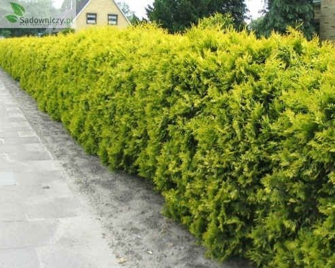 Thuja Tuja Żywotnik zachodni Sunkist (C2)
