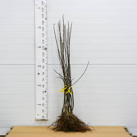 Jabłoń Katia Plant Pack