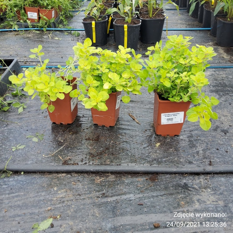 Lebiodka pospolita Oregano Gold Nugget