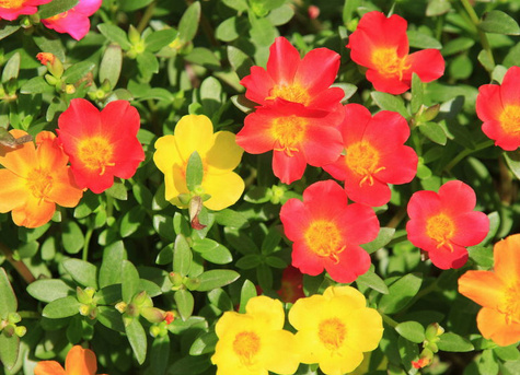Portulaka zwisająca Mix kolorów