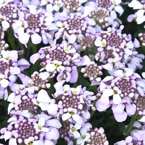 Ubiorek wiecznie zielony Lavender Frost (C2)
