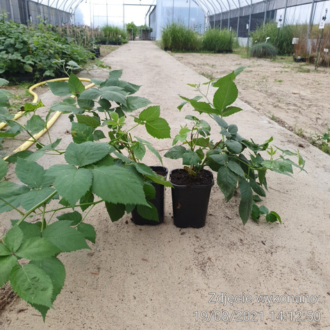 Jeżyna czarna w doniczce kolczasta