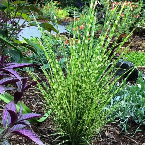 Miskant chiński Gold Bar (C2)