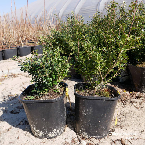 Ostrokrzew bukszpanowy karbowanolistny Stokes (C2)