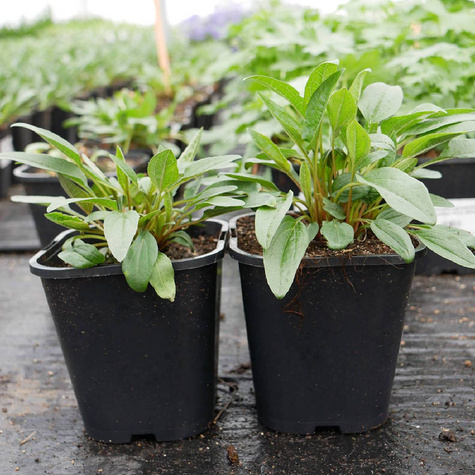 Jeżówka purpurowa Bright Rose (C2)