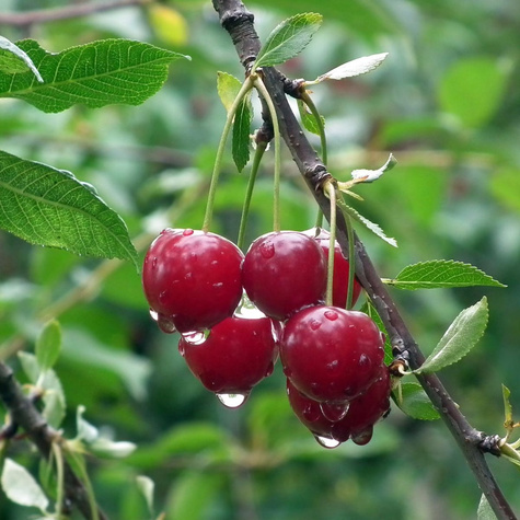 Czereśnia Schneidera Późna START PACK ®
