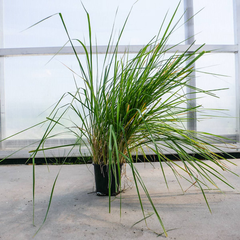 Trzcinnik piaskowy (C2)