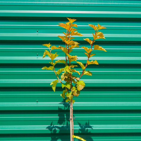 Pęcherznica kalinolistna Magic Ball Pa100