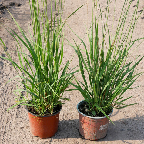 Trzęślica trzcinowata Sky Racer (C2)