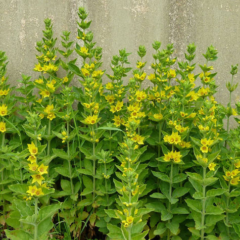 Tojeść kropkowana (C2)