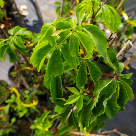 Winobluszcz zaroślowy pięciolistkowy Miododajny doniczka C2