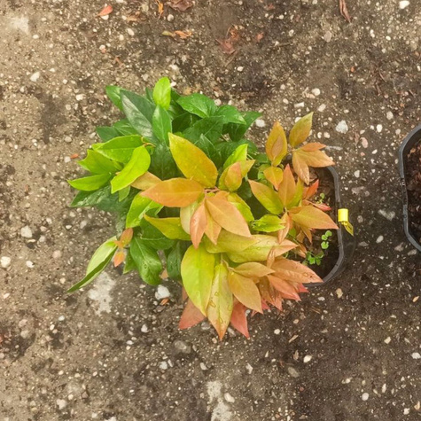 Kiścień Scarletta (C2)