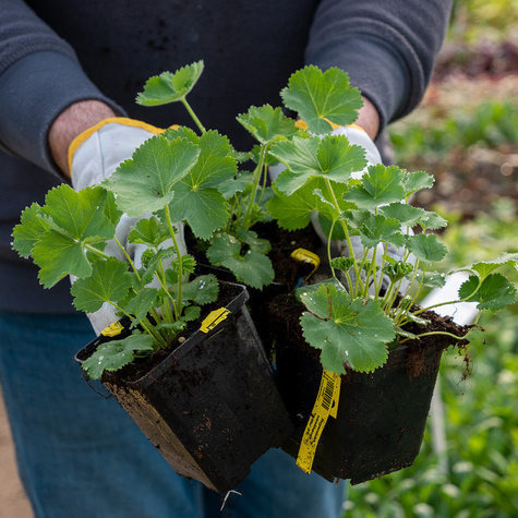 Przywrotnik ostroklapowy Thriller (C2)