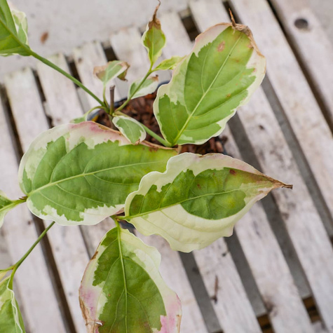 Dereń kousa Akatsuki (C2)