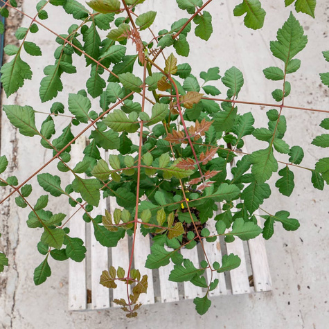 Mydleniec wiechowaty (C2)