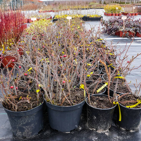 Róża Dart's Defender 'Defender'