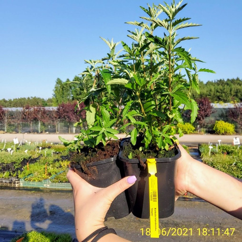 Barbula klandońska 'Stephi' (C2)