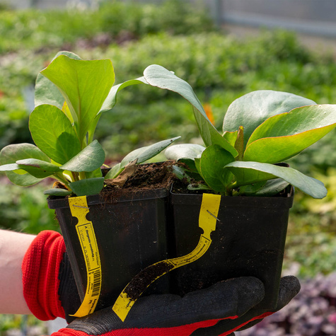 Bergenia sercowata (C2)