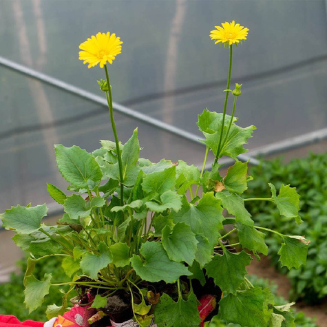 Omieg kaukaski wschodni (P9)